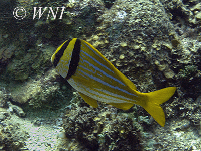 Porkfish (Anisotremus virginicus)